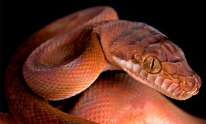 Watch The Incredible Way This Snake Climbs STRAIGHT UP a Tree