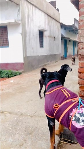 No Escape: Rottweiler’s Savage Attack on Desi Kallu 😱 #rottweiler #attack #dogattitude #dogfight