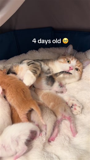 Sandwich is having a hard time adjusting to motherhood. She’s used to being the baby herself, and she prefers to play and hang out with her foster mom. But I promised her if she powers through and takes reeeally good care of these babies, she’ll never have to have babies again! (Everyone will be spayed/neutered prior to adoption, of course!) For now, I’m enjoying having the teensiest tiniest cats to snuggle. #rescuecat #fostercat #rescuekitten #fosterkittens #colorado