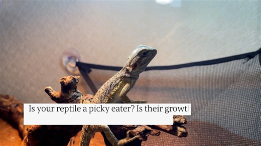 Red Runner Roaches: The Ultimate Feeder for Reptiles