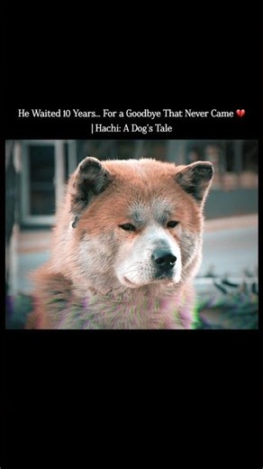 He Waited 10 Years… For a Goodbye That Never Came 💔 | Hachi: A Dog’s Tale