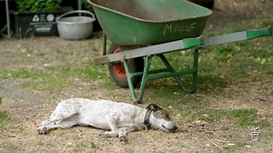 2021 | SERIES 32 | Episode 05 - Gardening Australia