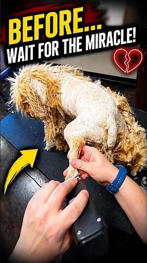 Shaving a Severely Matted Dog! Satisfying Rescue Transformation