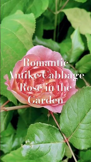 Romantic Antike Cabbage Rose in the Garden