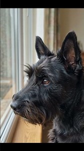 A Scottish Terrier Changed My Life Forever | The Most Inspiring Dog Story 🐾❤️