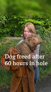 293K views · 1.2K reactions | Bear, the Cavapoo, managed to dig his way to safety after being trapped underground for about 60 hours. More ➡️ bbc.in/3MKbJBn | BBC Scotland News | Facebook