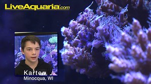 17 reactions | What's YOUR aquarium show piece? | LiveAquaria.com | Facebook