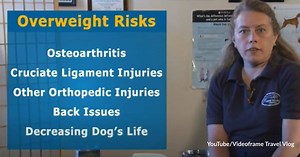 Here are Ways to Encourage Your Dog Lose Weight Without Breaking Your Heart with Every Effort | GreaterGood