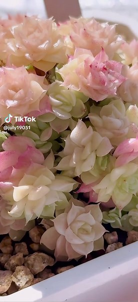 ふんわりピンクの多肉植物に夢中！