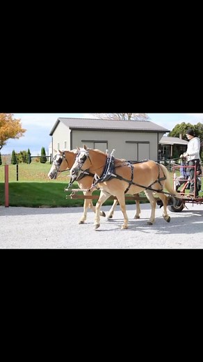 IT’S SALE WEEK!!!🥳🥳 The boys are ready to go!!! Don’t miss this Dream Team this weekend at the IHHA & Heart of America Haflinger Sales !! #dreamteam #haflingersale | Beechvale Acres Haflingers