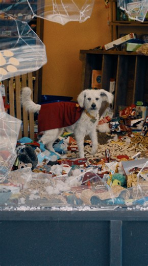 Saving the day, one paw at a time. 💙❤️ #Superman is NOW PLAYING only in theaters. Get tickets today: https://fandan.co/Superman-Social | Superman