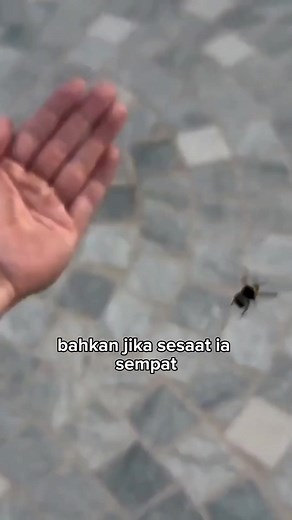 Pria ini bersahabat dengan lebah | Daun Hijau
