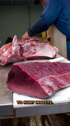 SHOCKING Fish Secret! | Mudskipper Behavior 2025