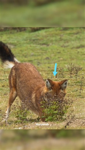 You Won’t Believe This Red Wolf Trick 😱