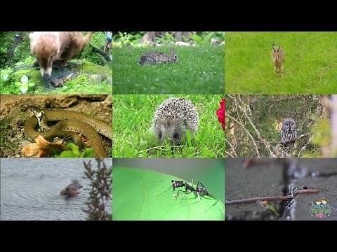 Forest Animals for Kids: pronunciation in English (with videos)