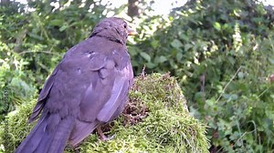 Amsel (Turdus merula) am Futterplatz