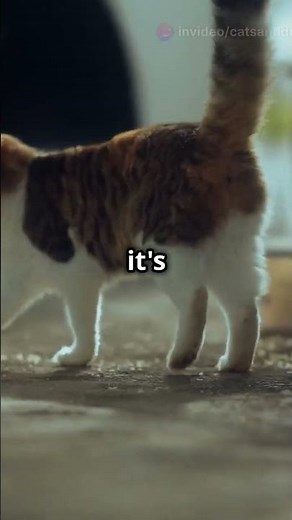 Why Do Dogs and Cats Wag Their Tails #shorts