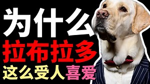为什么“拉布拉多”这么受欢迎？