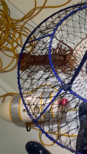 Catch Lobster Easy! | Lobster Hoop Netting Southern California