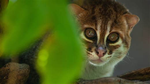 'Likely Extinct' Flat-Headed Cat Spotted on Trail Camera After 30 Years