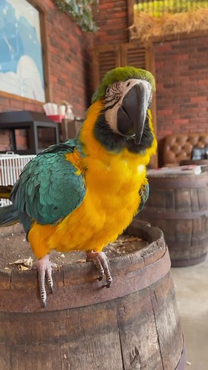 Meet our groovy client🕺 #petzone #parrotsoftiktok #parrot #pets #dance #moves #fyp #trend #viral