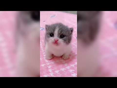 Los MEJORES VIDEOS De GATOS💗 -⚠️ RETIERNOS🐱💟#12 [AC]