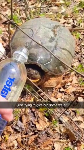 #turtle #funny #meme #funnyvideos