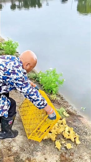 Placing ducklings: Providing space and conditions for growth and development