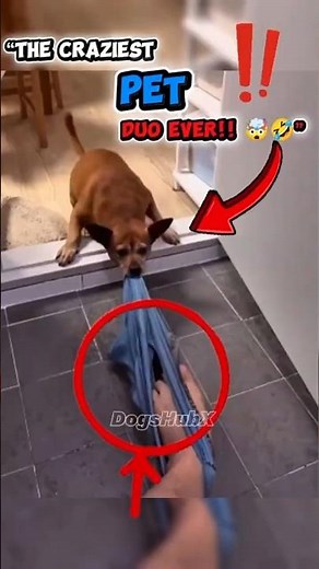 Funniest & Craziest Dog and Cat Moments Ever! 😂🐶🐱 | You Can’t Stop Laughing