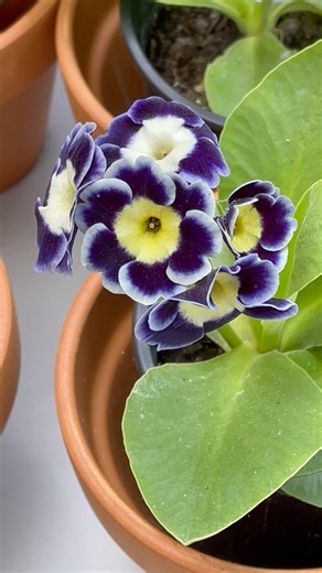 1.5K views · 33 reactions | The amazing variety of show and alpine auriculas need to be looked at close up, they are little hardy gems. | GrowVeg | Facebook