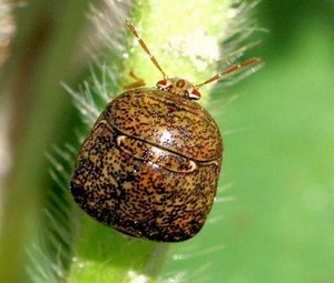 Kudzu: The New Stink Bug?