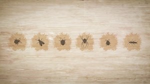 Household pests: Six easy ways to de-bug your home