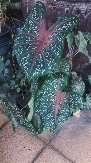 #caladium 🟢