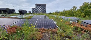 Sedum and solar panels on the roof? Remember this!