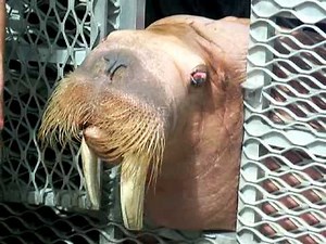 Obi Walrus eating fish