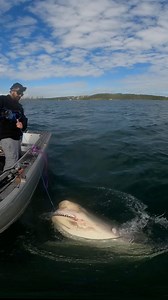 Here’s some footage of a Sydney harbour bullshark I got, doing it solo is not easy to do and pushes my limits but the feeling once it’s done is incredible!!!!! Will post the full video in the subscription page once it’s finished downloading. #shark #fyp #reality #fun #sport #support #beach #awareness #viral #trending #foryou #now #awareness #safety #reel #video | Hunter SHARK JAW Restoration