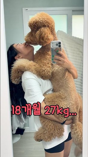 How Big Does a Standard Poodle Get in 1 Year? 😳┃Dog Shorts