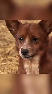 KISAH SEEKOR SAPI DAN ANJING🥰😻🐱😽#funfact #reels #reelsviral #shorts #edukasi #animasi #fyp #lewatberanda #jangkauanluas | Berrck Pearce