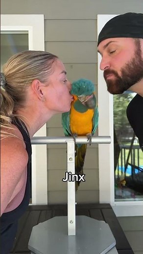 Smooching Our BIRDS 💋 #parrots #birds #funny #smooches