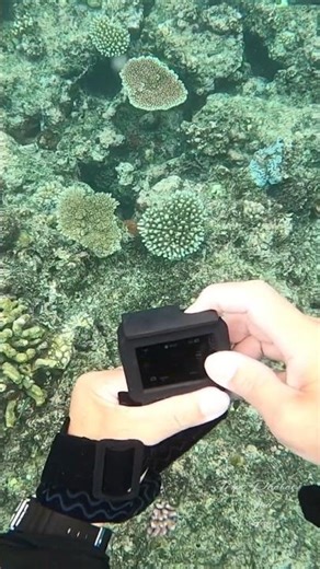 Snorkeling Great Barrier Reef In Cairns, Australia. (2023) #travel #snorkeling #australia #swimming