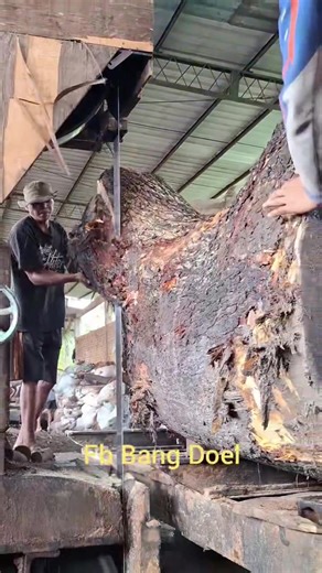 🌳 Big Pin Oak on the mill today! Watch this beauty get milled down 😮🔥 #Sawmill #WoodMilling #ForestryLife #TimberWork #WoodProcessing