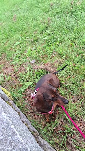 Filmy użytkownika 🩷🐶Tofik🐶🩷~Dogcomunity (@dogcomunity5) z muzyką Ogień - pomelody