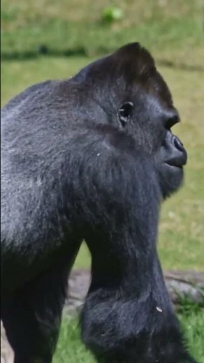 Jambo, the Gorilla Who Saved a Boy