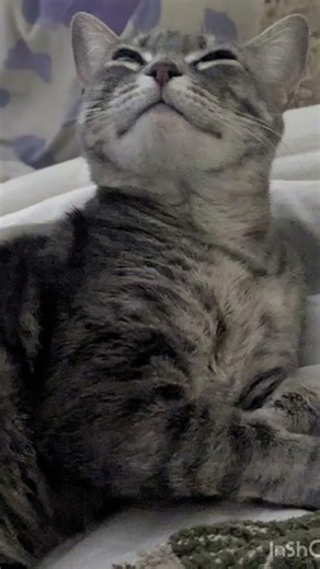 I have nothing to do 🤦‍♀️🐱