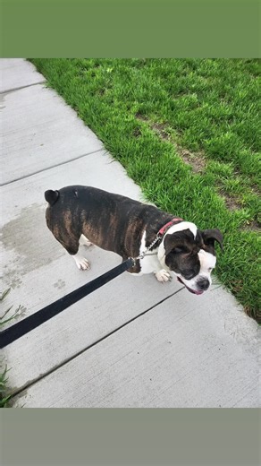 me and one of my dogs out for a walk