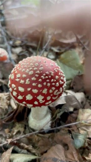 Mario Mushroom Tapping ASMR | Super Satisfying