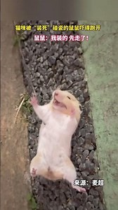 The mouse still maintains its "smile" #News #Resonance #Trending