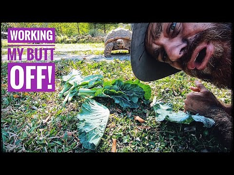 Feeding the Reptile Farm & Fixing Cages