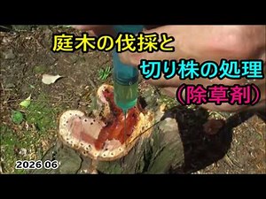 庭木の伐採と切り株を枯らす方法（除草剤）2026 06