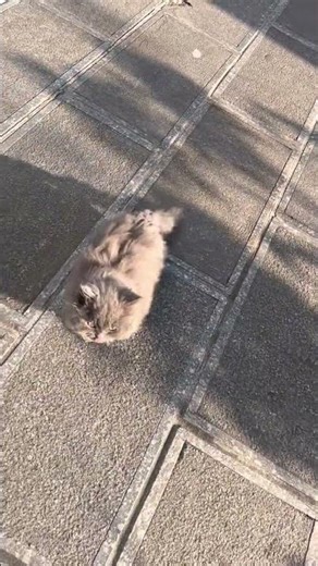 Why Cats Suddenly Follow You? The Curious Dwarf Cat Mystery